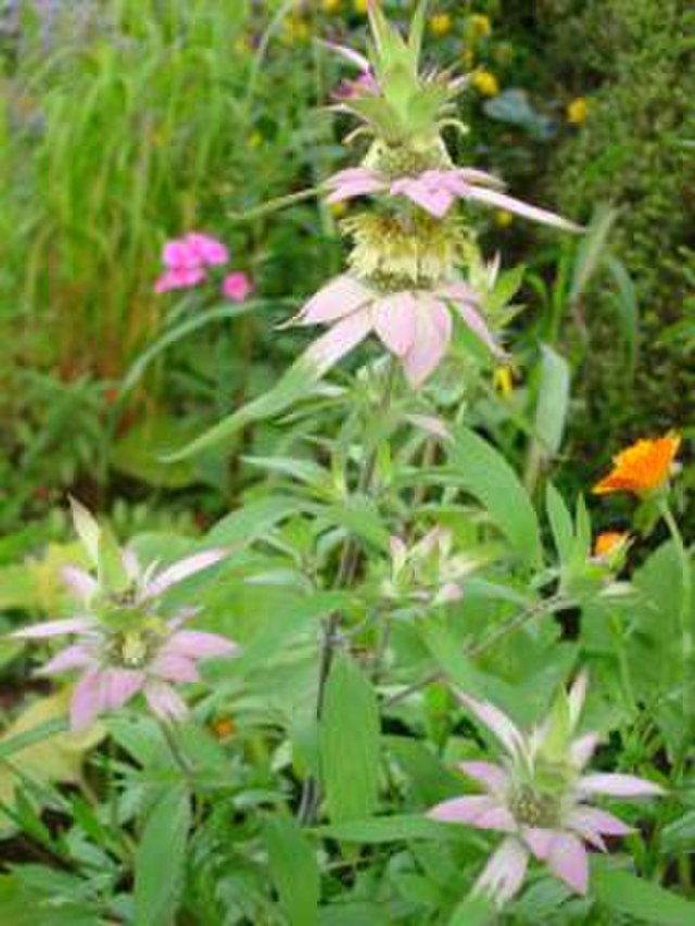 Spotted Bee Balm- Mondarda Punctata - MN Native