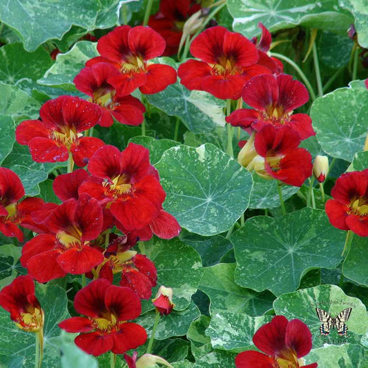 Nasturtium - Troika Red - 4 in pot